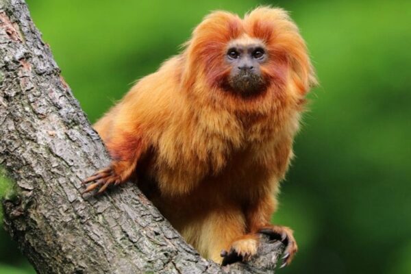 Top 5 Wild Animals Found in the Amazon Rainforest
