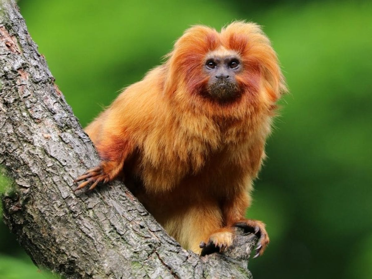 Top 5 Wild Animals Found in the Amazon Rainforest