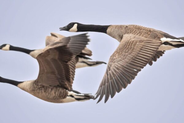 How Far Can Birds Fly? The Secrets of Migration
