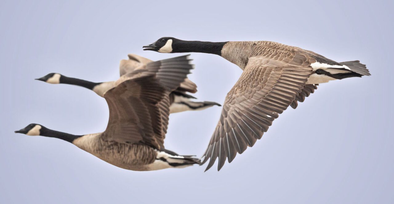 How Far Can Birds Fly? The Secrets of Migration