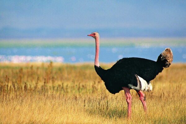 Top 10 Largest Birds in the World 2025