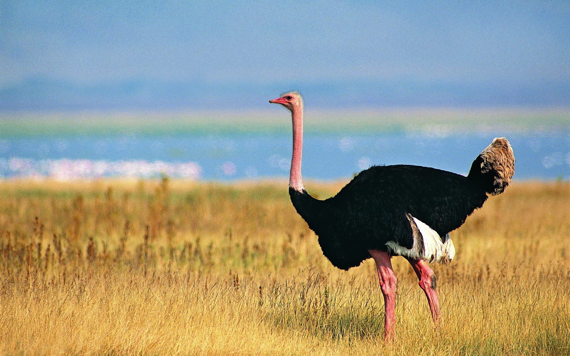 Top 10 Largest Birds in the World 2025