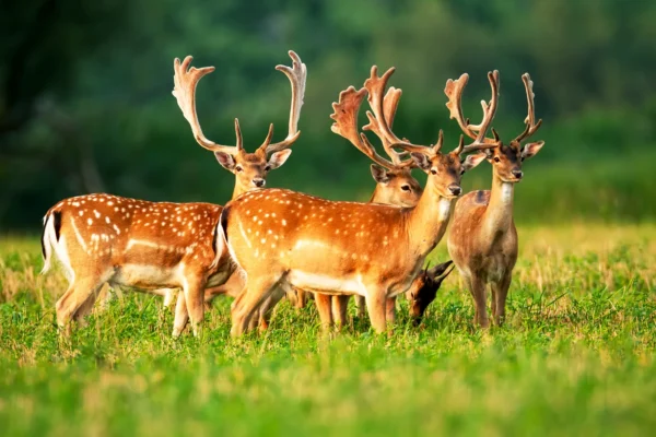 Top 10 Most Populous Animals On Earth