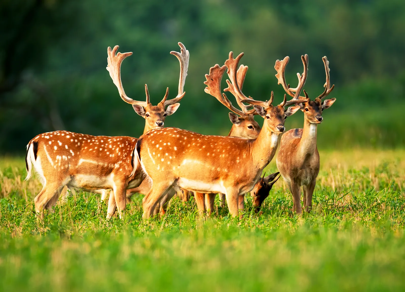 Top 10 Most Populous Animals On Earth