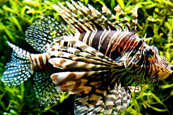 Top 10 Most Dangerous Fish in the World Top 10 Most Dangerous Fish in the World