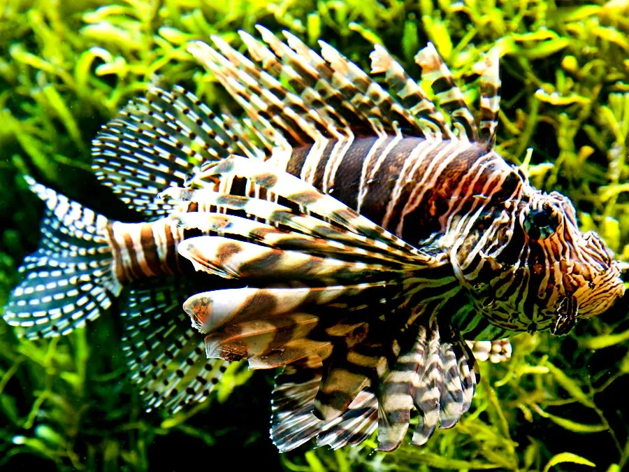 Top 10 Most Dangerous Fish in the World