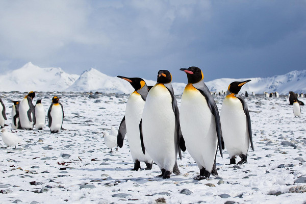 5 Penguin Species to See in Antarctica