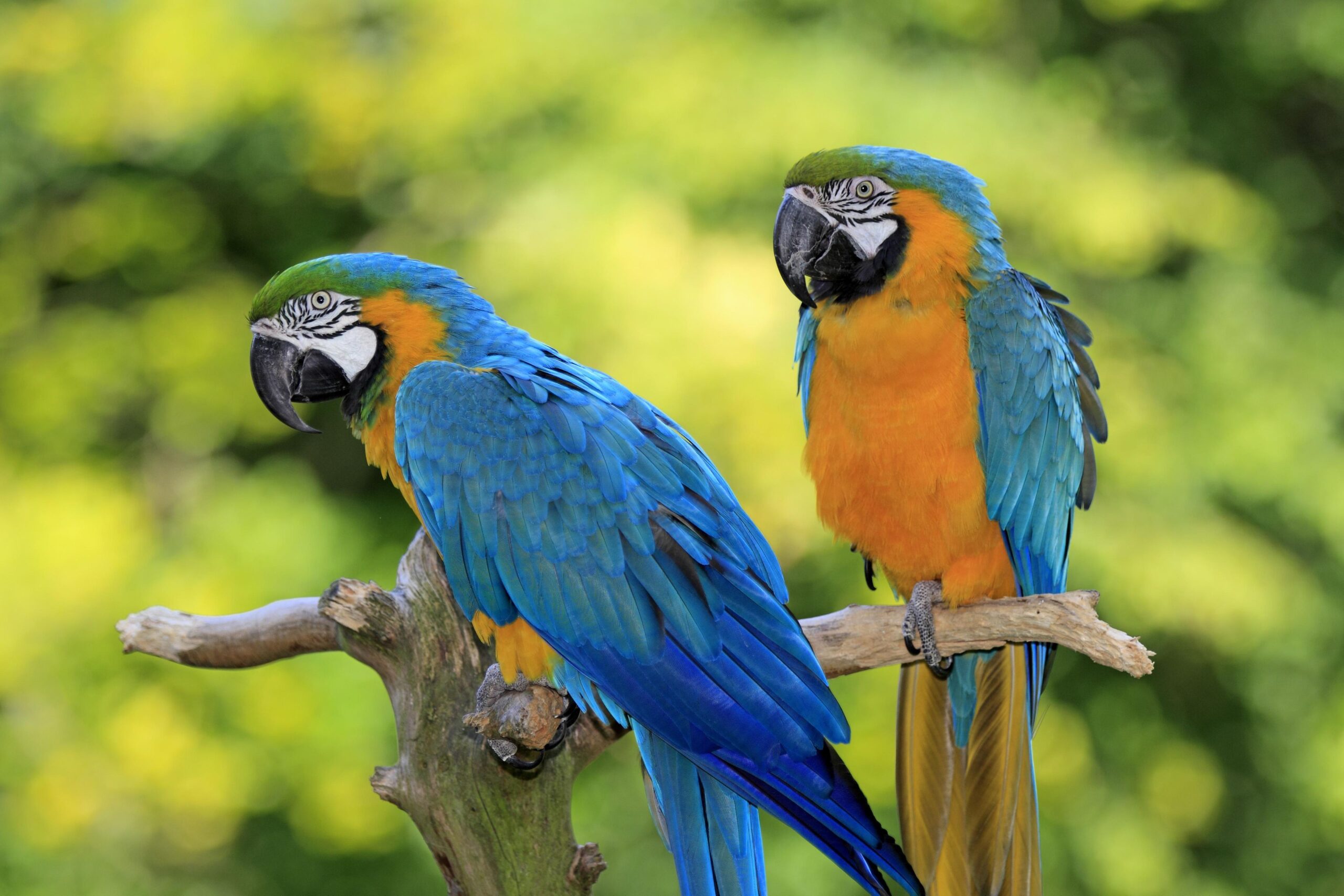 The 5 Most Beautiful Parrots in the World