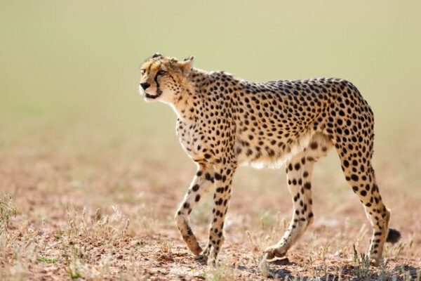 Top 5 Fastest Wild Animals on Earth