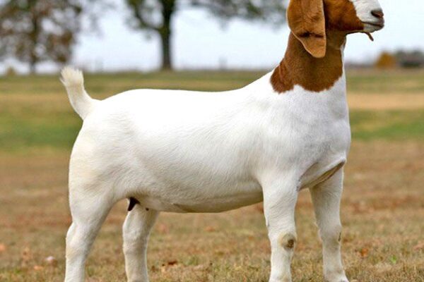 Top 5 Best Popular Goat Breeds
