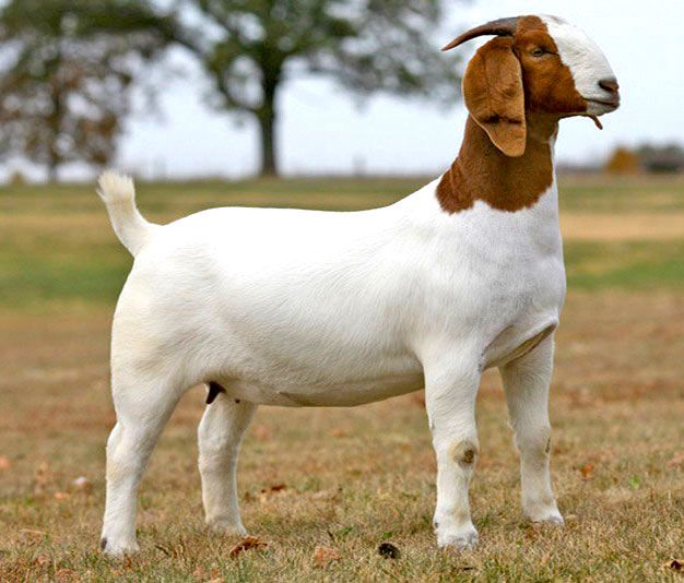 Top 5 Best Popular Goat Breeds
