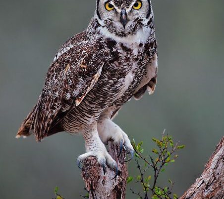 The Most Intelligent Birds in the Skies
