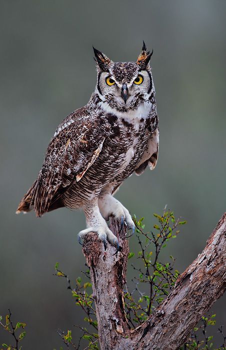 The Most Intelligent Birds in the Skies