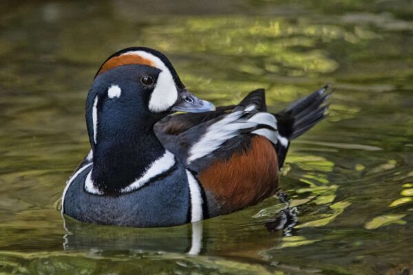 5 Incredible Duck Species to Know and Love