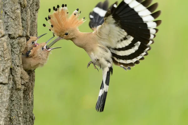 5 Amazing Eurasian Hoopoes Thriving in Vietnam Introduction to Eurasian Hoopoes With their striking feathered crests, long curved beaks, and mesmerizing plumage patterns, Eurasian Hoopoes are the picture of elegance in the avian world. Recognizable by their vibrant orange and black wings and their unmistakable “oop-oop-oop” call, these birds capture the fascination of birdwatchers worldwide. Native to parts of Asia, Africa, and Europe, the Eurasian Hoopoe (scientifically known as Upupa epops) is one of nature's most sought-after sights. But did you know that these stunning birds thrive in Vietnam’s diverse landscapes, contributing to the rich tapestry of Vietnam's wildlife? From lush forests to serene rural areas, Vietnam has become a key sanctuary where these marvelous birds not only survive but flourish year-round. If you're curious about where to spot them, what they eat, and efforts being made to protect them, this guide covers it all. Hoopoes in Vietnam An Overview Vietnam is a country of incredible biodiversity, and its varied ecosystems provide the perfect home for the Eurasian Hoopoe. Found across the northern, central, and southern regions of the country, these birds frequent open meadows, forests, and semi-arid landscapes. Their adaptability allows them to thrive in locations ranging from rural farmlands to urban outskirts. However, these birding gems are most often seen in areas with minimal human disturbance, making them a delight for those seeking a tranquil birdwatching experience. For birdwatching enthusiasts and seasoned ornithologists, Vietnam offers a rare opportunity to observe these charismatic birds up close. But where exactly should you go to find them? The next section dives into the five best habitats to spot the Eurasian Hoopoe in Vietnam. Detailed Look at 5 Key Habitats Habitat 1 Cuc Phuong National Park Tucked away in the Ninh Binh Province, Cuc Phuong National Park is Vietnam's oldest national park and a haven for bird species, including the Eurasian Hoopoe. The park's dense jungle interspersed with open grasslands provides these charismatic birds with the ideal environment to forage for insects. Cuc Phuong is not only a birdwatcher's paradise but also a must-visit destination for wildlife enthusiasts. Why Visit? Spot Hoopoes during the early morning hours. Participate in guided birdwatching tours. Enjoy the serenity of one of Vietnam's most biodiverse regions. Habitat 2 Cat Tien National Park Located in southern Vietnam, Cat Tien National Park is famous for its birdlife, making it another prime location to spot Eurasian Hoopoes. The park's mix of wetlands, grasslands, and dry deciduous forests offers the perfect backdrop for observing Hoopoes in their natural setting. Why Visit? Ideal for multi-day birdwatching tours. Spot other rare birds like the Germain’s Peacock-Pheasant. Explore various ecosystems, including riverine forests. Habitat 3 Ba Be National Park Nestled in the heart of northern Vietnam, Ba Be National Park is not just a feast for the eyes but also a significant hotspot for bird species. Hoopoes can frequently be seen along the park's open grasslands and forest edges, often probing the ground for insects with their signature long beaks. Why Visit? Combine birdwatching with a boat tour on Ba Be Lake. Observe numerous bird species unique to northern Vietnam. Habitat 4 Rural Mekong Delta The sprawling Mekong Delta in southern Vietnam is a lesser-known but excellent habitat for Eurasian Hoopoes. The rural farmlands and sparse woodlands here provide ample feeding grounds for these birds, making it a surprising yet rewarding location for birdwatchers. Why Visit? Experience the rural charm of the Mekong. Spot Hoopoes in rice paddies and village outskirts. Habitat 5 Pu Luong Nature Reserve Hidden away in Vietnam’s north-central region, Pu Luong Nature Reserve is a treasure trove of wildlife. Its secluded environment, coupled with expansive grasslands, creates an ideal habitat for Eurasian Hoopoes to thrive unnoticed. Why Visit? Escape the tourist crowds for a peaceful birding experience. Combine Hoopoe spotting with eco-tourism activities like trekking. Behavior and Diet of Hoopoes in Vietnam Eurasian Hoopoes are fascinating not just for their appearance but also for their intriguing behaviors. These birds are often seen probing the ground with their long, curved bills in search of insects and larvae, which form the bulk of their diet. They’re solitary yet social creatures. During the breeding season, males perform elaborate displays, fluffing their crests and calling incessantly to attract mates. While foraging, they often hop around energetically, making them an entertaining sight for observers. One of the most captivating aspects of their behavior is their ability to use their crest feathers to communicate, raising them to show excitement or alarm. Conservation Status and Efforts While Eurasian Hoopoes are classified as “Least Concern” on the IUCN Red List, they still face threats from habitat destruction and pesticide use in agricultural areas. Vietnam has made significant strides toward protecting its native wildlife, including establishing protected areas and raising awareness about conserving bird habitats. Conservation-focused organizations in Vietnam, such as the BirdLife International Vietnam Programme, are actively working to monitor bird populations and establish safe habitats for species like the Eurasian Hoopoe. What can you do to contribute? Consider supporting eco-tourism ventures that protect natural environments or advocating for sustainable farming practices near key Hoopoe habitats. People Also Ask Where can I see Eurasian Hoopoes in Vietnam? You can spot Eurasian Hoopoes in national parks like Cuc Phuong, Cat Tien, and Ba Be, as well as in open farmlands throughout the Mekong Delta. What do Eurasian Hoopoes eat? Eurasian Hoopoes primarily eat insects, larvae, and small invertebrates. Their long beaks allow them to dig into the soil to find food. Are Eurasian Hoopoes common in Vietnam? Yes, Eurasian Hoopoes are relatively common in Vietnam and can be found across various regions, especially in undisturbed habitats. What is unique about the Eurasian Hoopoe’s crest? The Eurasian Hoopoe’s bright feathered crest can be raised or lowered to express excitement or alarm, serving as a unique communication tool. How can I help protect Eurasian Hoopoes in Vietnam? Support conservation organizations, practice sustainable tourism, and avoid disturbing their natural habitats. Final Thoughts on the Magnificent Eurasian Hoopoe From their vibrant plumage to their captivating behaviors, Eurasian Hoopoes are truly one of Vietnam’s avian treasures. Whether you’re an avid birdwatcher or a casual nature enthusiast, witnessing these remarkable birds in their natural habitat is an experience like no other. If you’re planning a trip to Vietnam, don’t miss the chance to explore the many national parks and nature reserves that shelter Hoopoes and countless other fascinating species. Ready to start your birdwatching adventure? Pack your binoculars, head to one of these amazing locations, and immerse yourself in Vietnam’s vibrant natural world.