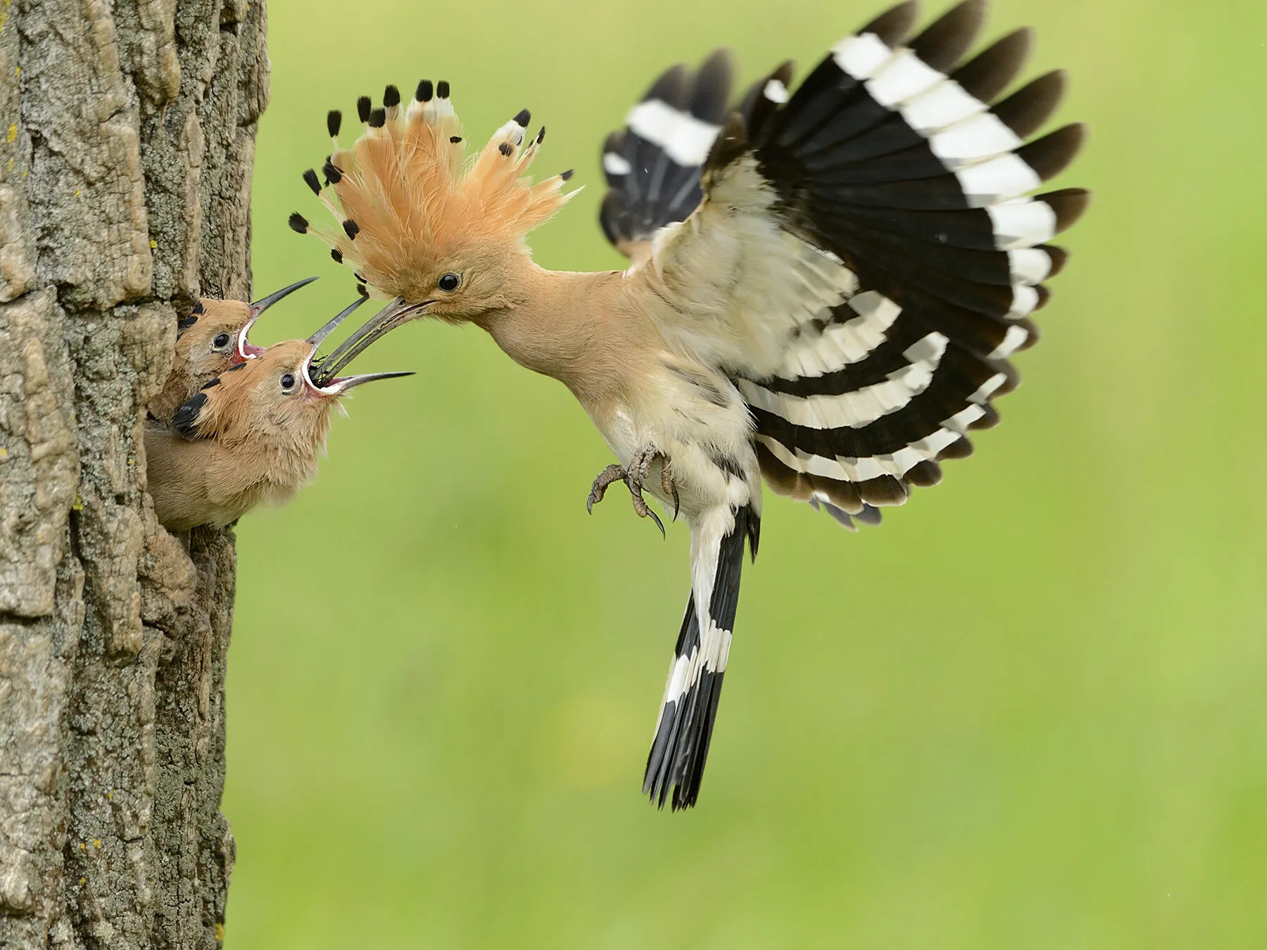 5 Amazing Eurasian Hoopoes Thriving in Vietnam Introduction to Eurasian Hoopoes With their striking feathered crests, long curved beaks, and mesmerizing plumage patterns, Eurasian Hoopoes are the picture of elegance in the avian world. Recognizable by their vibrant orange and black wings and their unmistakable “oop-oop-oop” call, these birds capture the fascination of birdwatchers worldwide. Native to parts of Asia, Africa, and Europe, the Eurasian Hoopoe (scientifically known as Upupa epops) is one of nature's most sought-after sights. But did you know that these stunning birds thrive in Vietnam’s diverse landscapes, contributing to the rich tapestry of Vietnam's wildlife? From lush forests to serene rural areas, Vietnam has become a key sanctuary where these marvelous birds not only survive but flourish year-round. If you're curious about where to spot them, what they eat, and efforts being made to protect them, this guide covers it all. Hoopoes in Vietnam An Overview Vietnam is a country of incredible biodiversity, and its varied ecosystems provide the perfect home for the Eurasian Hoopoe. Found across the northern, central, and southern regions of the country, these birds frequent open meadows, forests, and semi-arid landscapes. Their adaptability allows them to thrive in locations ranging from rural farmlands to urban outskirts. However, these birding gems are most often seen in areas with minimal human disturbance, making them a delight for those seeking a tranquil birdwatching experience. For birdwatching enthusiasts and seasoned ornithologists, Vietnam offers a rare opportunity to observe these charismatic birds up close. But where exactly should you go to find them? The next section dives into the five best habitats to spot the Eurasian Hoopoe in Vietnam. Detailed Look at 5 Key Habitats Habitat 1 Cuc Phuong National Park Tucked away in the Ninh Binh Province, Cuc Phuong National Park is Vietnam's oldest national park and a haven for bird species, including the Eurasian Hoopoe. The park's dense jungle interspersed with open grasslands provides these charismatic birds with the ideal environment to forage for insects. Cuc Phuong is not only a birdwatcher's paradise but also a must-visit destination for wildlife enthusiasts. Why Visit? Spot Hoopoes during the early morning hours. Participate in guided birdwatching tours. Enjoy the serenity of one of Vietnam's most biodiverse regions. Habitat 2 Cat Tien National Park Located in southern Vietnam, Cat Tien National Park is famous for its birdlife, making it another prime location to spot Eurasian Hoopoes. The park's mix of wetlands, grasslands, and dry deciduous forests offers the perfect backdrop for observing Hoopoes in their natural setting. Why Visit? Ideal for multi-day birdwatching tours. Spot other rare birds like the Germain’s Peacock-Pheasant. Explore various ecosystems, including riverine forests. Habitat 3 Ba Be National Park Nestled in the heart of northern Vietnam, Ba Be National Park is not just a feast for the eyes but also a significant hotspot for bird species. Hoopoes can frequently be seen along the park's open grasslands and forest edges, often probing the ground for insects with their signature long beaks. Why Visit? Combine birdwatching with a boat tour on Ba Be Lake. Observe numerous bird species unique to northern Vietnam. Habitat 4 Rural Mekong Delta The sprawling Mekong Delta in southern Vietnam is a lesser-known but excellent habitat for Eurasian Hoopoes. The rural farmlands and sparse woodlands here provide ample feeding grounds for these birds, making it a surprising yet rewarding location for birdwatchers. Why Visit? Experience the rural charm of the Mekong. Spot Hoopoes in rice paddies and village outskirts. Habitat 5 Pu Luong Nature Reserve Hidden away in Vietnam’s north-central region, Pu Luong Nature Reserve is a treasure trove of wildlife. Its secluded environment, coupled with expansive grasslands, creates an ideal habitat for Eurasian Hoopoes to thrive unnoticed. Why Visit? Escape the tourist crowds for a peaceful birding experience. Combine Hoopoe spotting with eco-tourism activities like trekking. Behavior and Diet of Hoopoes in Vietnam Eurasian Hoopoes are fascinating not just for their appearance but also for their intriguing behaviors. These birds are often seen probing the ground with their long, curved bills in search of insects and larvae, which form the bulk of their diet. They’re solitary yet social creatures. During the breeding season, males perform elaborate displays, fluffing their crests and calling incessantly to attract mates. While foraging, they often hop around energetically, making them an entertaining sight for observers. One of the most captivating aspects of their behavior is their ability to use their crest feathers to communicate, raising them to show excitement or alarm. Conservation Status and Efforts While Eurasian Hoopoes are classified as “Least Concern” on the IUCN Red List, they still face threats from habitat destruction and pesticide use in agricultural areas. Vietnam has made significant strides toward protecting its native wildlife, including establishing protected areas and raising awareness about conserving bird habitats. Conservation-focused organizations in Vietnam, such as the BirdLife International Vietnam Programme, are actively working to monitor bird populations and establish safe habitats for species like the Eurasian Hoopoe. What can you do to contribute? Consider supporting eco-tourism ventures that protect natural environments or advocating for sustainable farming practices near key Hoopoe habitats. People Also Ask Where can I see Eurasian Hoopoes in Vietnam? You can spot Eurasian Hoopoes in national parks like Cuc Phuong, Cat Tien, and Ba Be, as well as in open farmlands throughout the Mekong Delta. What do Eurasian Hoopoes eat? Eurasian Hoopoes primarily eat insects, larvae, and small invertebrates. Their long beaks allow them to dig into the soil to find food. Are Eurasian Hoopoes common in Vietnam? Yes, Eurasian Hoopoes are relatively common in Vietnam and can be found across various regions, especially in undisturbed habitats. What is unique about the Eurasian Hoopoe’s crest? The Eurasian Hoopoe’s bright feathered crest can be raised or lowered to express excitement or alarm, serving as a unique communication tool. How can I help protect Eurasian Hoopoes in Vietnam? Support conservation organizations, practice sustainable tourism, and avoid disturbing their natural habitats. Final Thoughts on the Magnificent Eurasian Hoopoe From their vibrant plumage to their captivating behaviors, Eurasian Hoopoes are truly one of Vietnam’s avian treasures. Whether you’re an avid birdwatcher or a casual nature enthusiast, witnessing these remarkable birds in their natural habitat is an experience like no other. If you’re planning a trip to Vietnam, don’t miss the chance to explore the many national parks and nature reserves that shelter Hoopoes and countless other fascinating species. Ready to start your birdwatching adventure? Pack your binoculars, head to one of these amazing locations, and immerse yourself in Vietnam’s vibrant natural world.