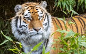 Top 10 National Animals of Asian Countries