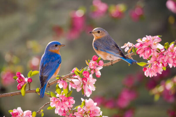 Top 5 Wonderful Dancing Birds in the World