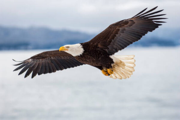 The Fierce Bald Eagle: Sky Sovereign of the Wild