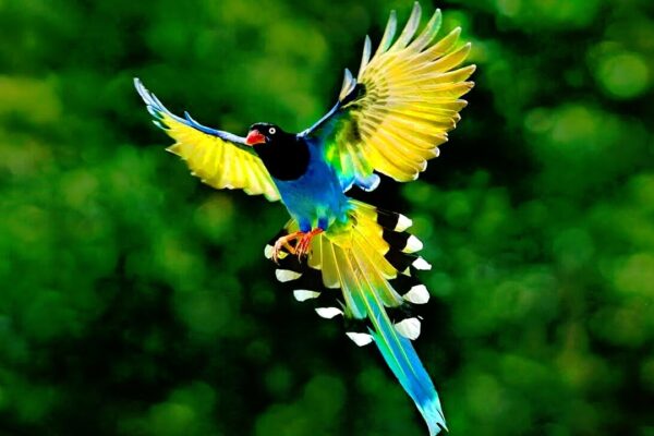 The 5 Most Beautiful Magpies in the World