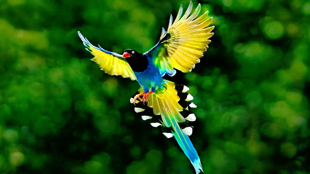 The 5 Most Beautiful Magpies in the World