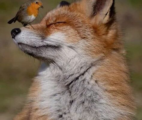 Top 10 Beautiful Wild Animals That Showcase Nature’s Art