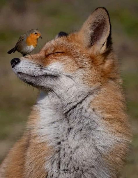 Top 10 Beautiful Wild Animals That Showcase Nature’s Art