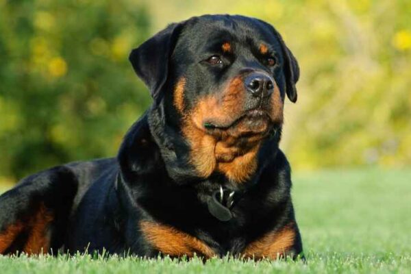 The 5 Most Dangerous Dog Breeds and What You Need to Know