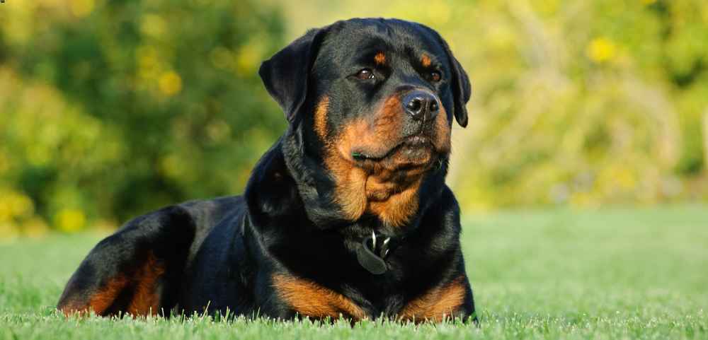 The 5 Most Dangerous Dog Breeds and What You Need to Know