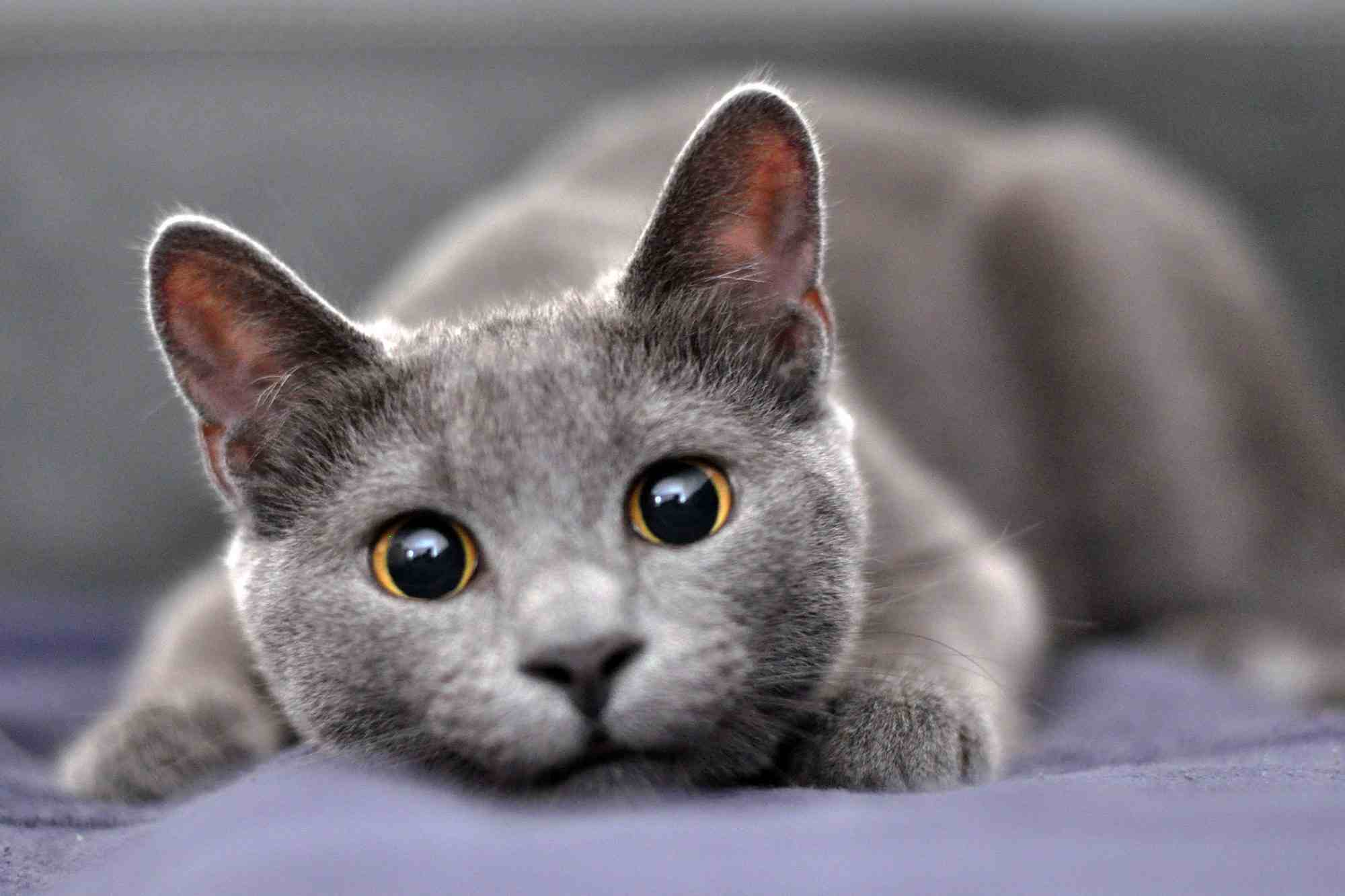 Top 5 Cat Breeds in the World