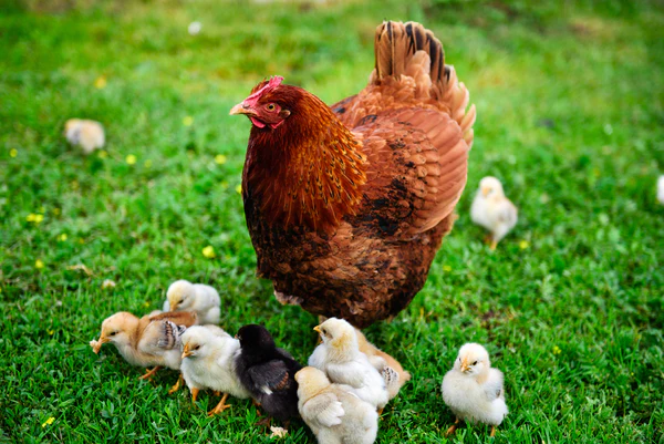 Top 5 Most Beautiful Chicken Breeds for Your Backyard