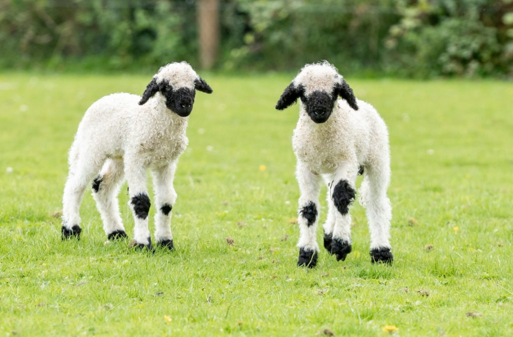 The Best 5 Cutest Sheep Breeds That Will Melt Your Heart